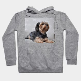 Cute Yorkie Yorkshire Terrier Sunbathing Hoodie